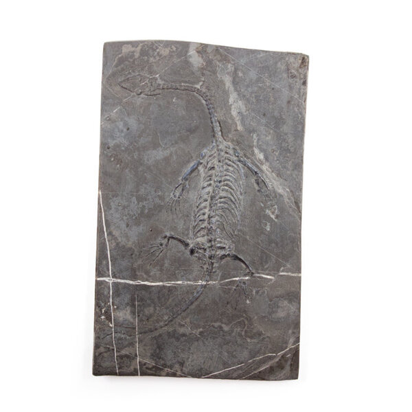 Fossil of a Keichosaurus (medium)