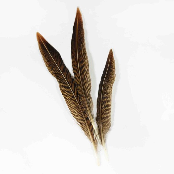Goudfazant veren circa 15 - 17 cm (per 10 stuks)