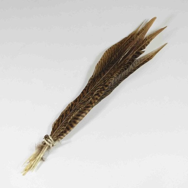 Golden Pheasant feathers 15- 17  cm (10 pieces)