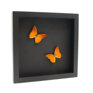 Mounted butterflies (2) in exclusive black wooden frame - Appias nero