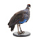 Mounted vulturine guineafowl