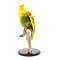 Mounted double yellow-headed amazon (A)