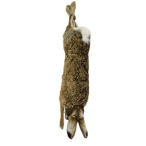 Mounted hanging european hare