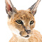 Opgezette Caracal