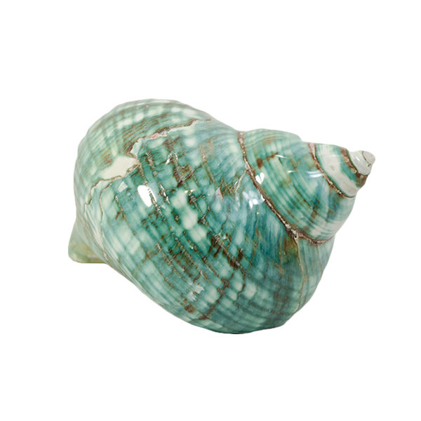 Turbo marmoratus (XL)