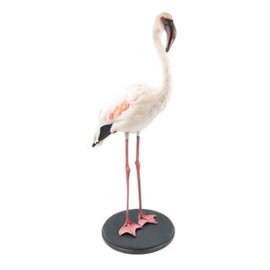 Opgezette dwergflamingo