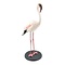 Mounted Lesser flamingo