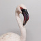 Mounted Lesser flamingo