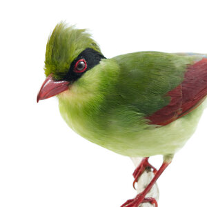 Mounted common green magpie