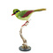 Mounted common green magpie