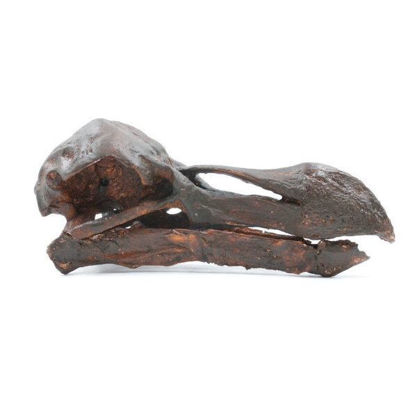 Skull Dodo ( replica) - old look