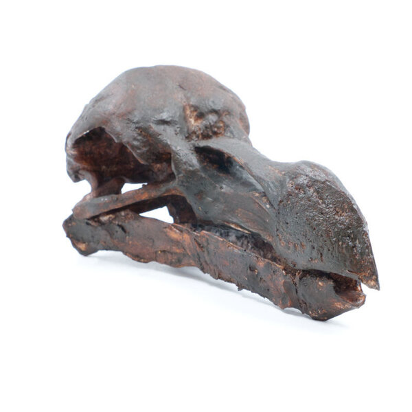 Schedel dodo (replica) - old look