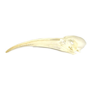 Skull ibis