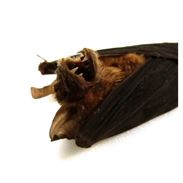 Opgezette vleermuis hangend groot