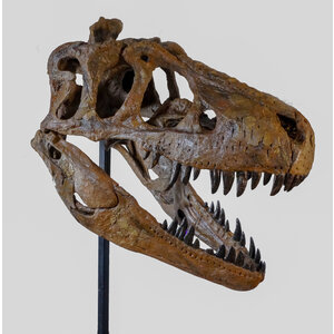 Skull Daspletosaurus  (Replica)