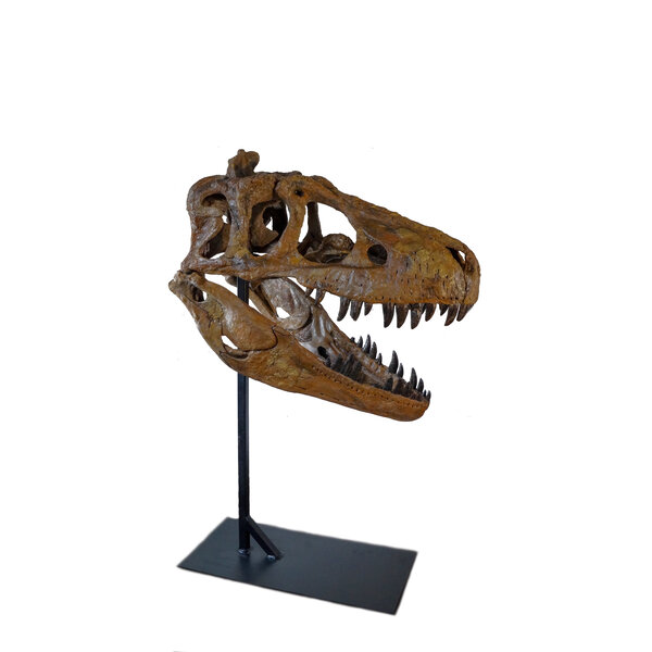 Schädel Daspletosaurus  (Replik)