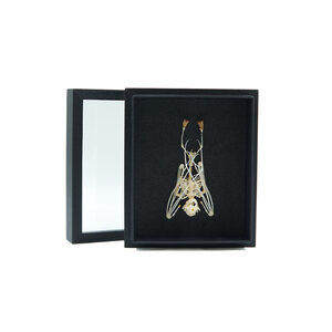Skelett Fledermaus Hund hängen (klein) in eleganten Box (15 X 18 CM)