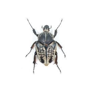 Goliathus albosignatus (female) dried/papered