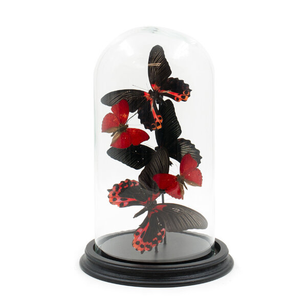 Stolp met Papilio rumanzovia 3x & Cymothoe S. 2x