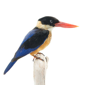 Mounted black-capped kingfisher  (B)