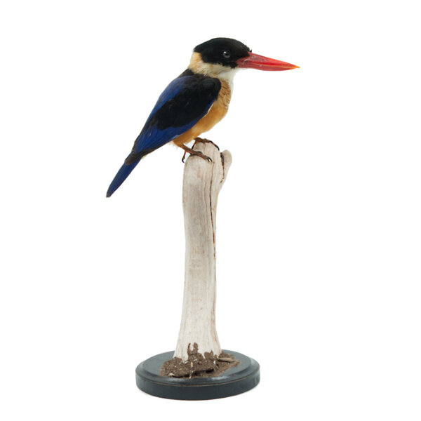 Mounted black-capped kingfisher  (B)