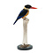 Mounted black-capped kingfisher  (B)