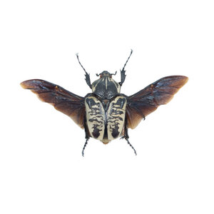Goliathus albosignatus - vliegend (vrouw)
