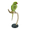 Mounted Rose-ringed parakeet