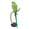 Mounted Rose-ringed parakeet