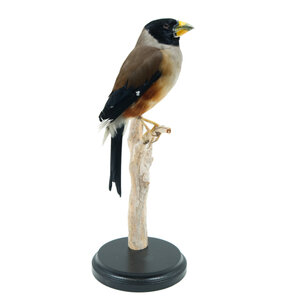 Mounted Chinese grosbeak