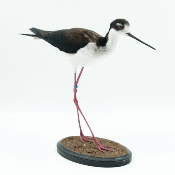 Mounted Black Winged Stilt