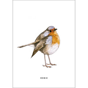 Postkarte - Robin