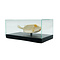 Skeleton Cofferfish in glass case