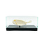 Skeleton Cofferfish in glass case