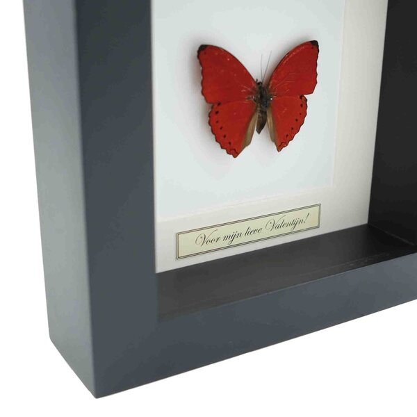 Cymothoe sangaris - für meinen süßen Valentinstag