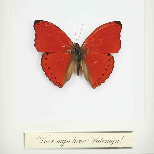 Cymothoe sangaris - für meinen süßen Valentinstag