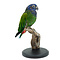 Mounted blue-headed parrot