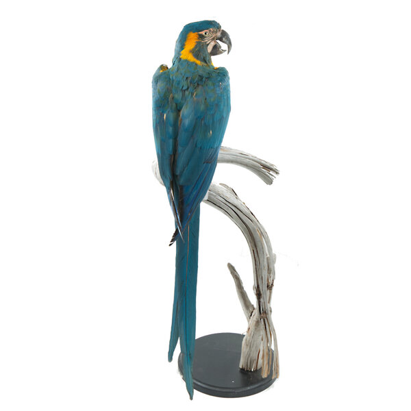 Stuffed blue-throated macaw