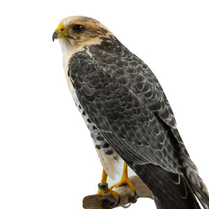 Mounted Gyrfalcon