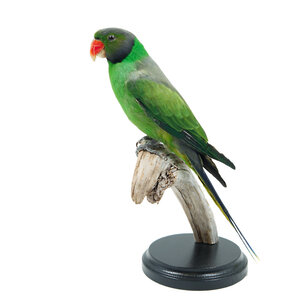 Mounted Layard's parakeet