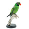 Mounted Layard's parakeet