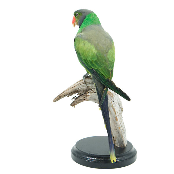 Mounted Layard's parakeet