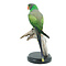 Mounted Layard's parakeet