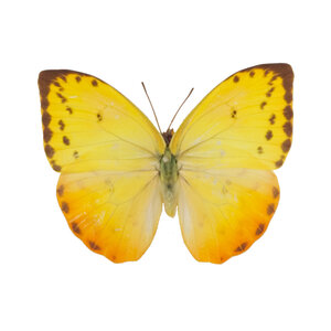 Phoebis philea (female)