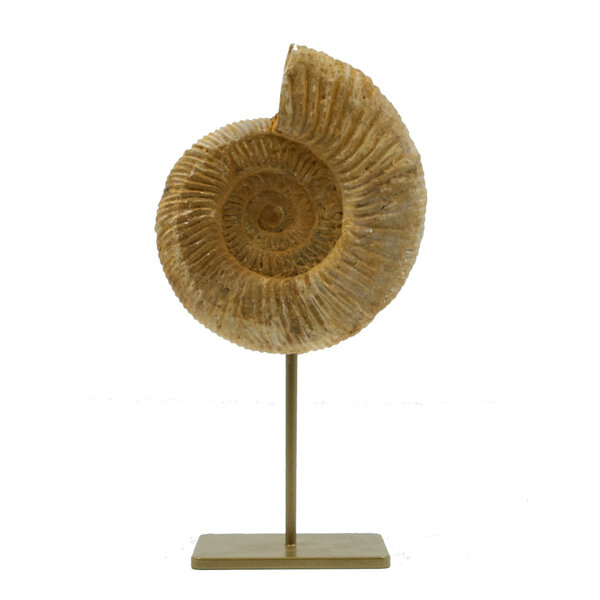 Ammonite on pedestal