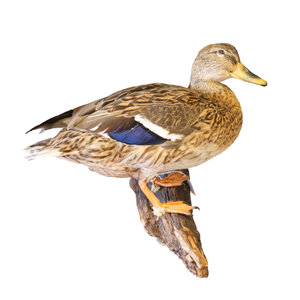 Mounted wild duck female (wall mounting left)