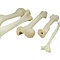 Lion bones