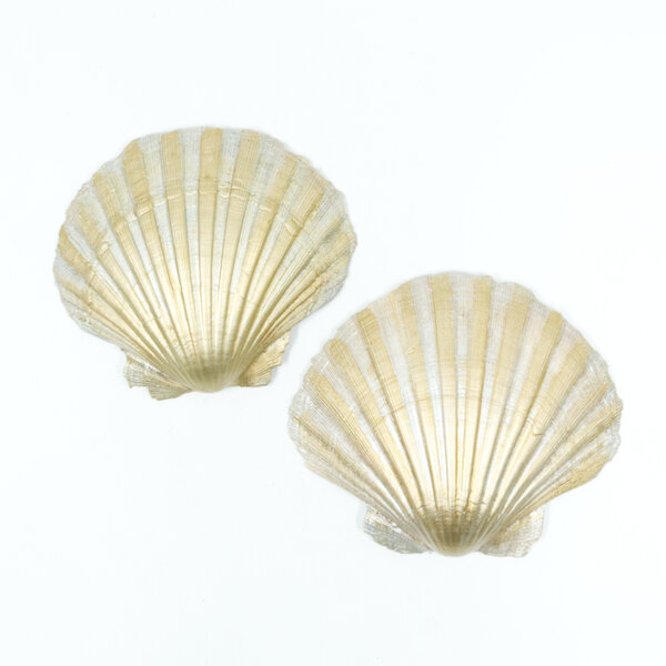 Goldene Mittelmeer-Pilgermuschel in elegantem Rahmen