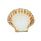 Mediterranean scallop with gold edge