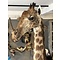 Mounted giraffe trophy